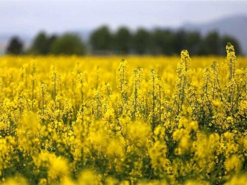 ۲۵۰۰ تن کلزا از کشاورزان دهلرانی خریداری شد