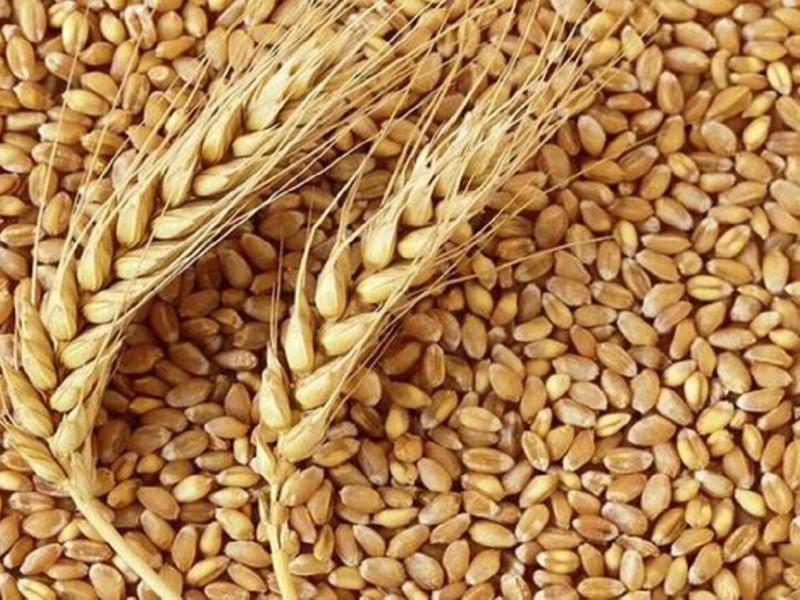 توزیع ۲۱ هزار تن بذر گندم بین کشاورزان ایلامی