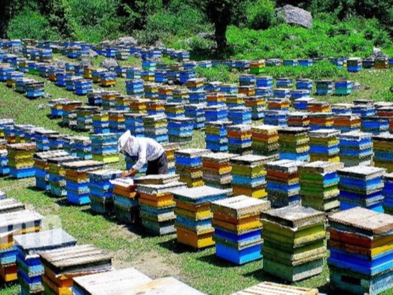 ۹۰۰ کلونی زنبور عسل در چرداول نابود شد