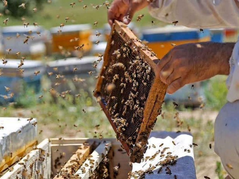 آغاز طرح سرشماری زنبورستان‌ها در چرداول