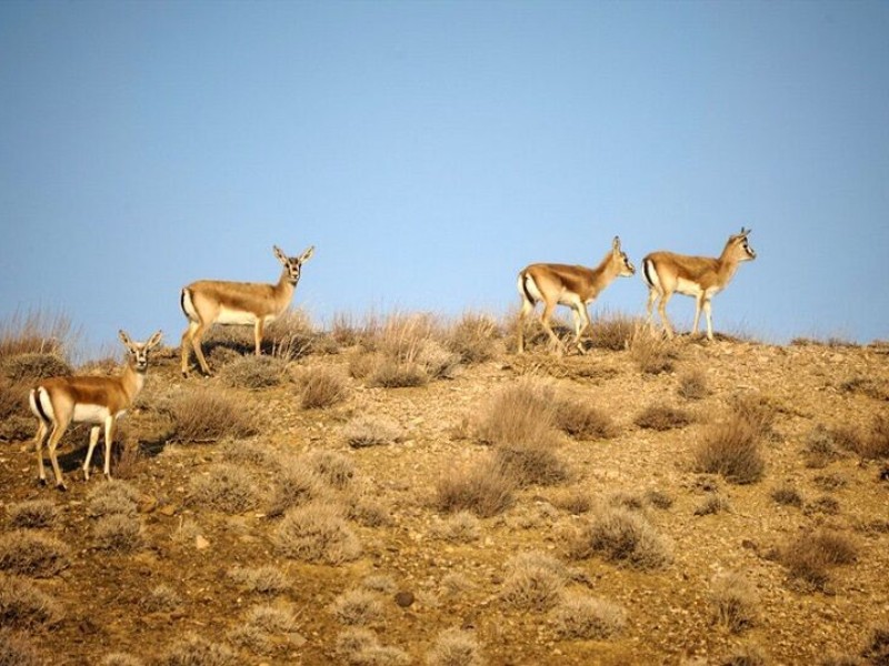 سرشماری پستانداران حفاظت شده کولگ مهران