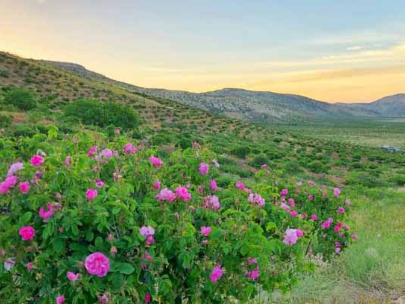 ایلام ظرفیت مناسبی برای توسعه کشت گل محمدی دارد