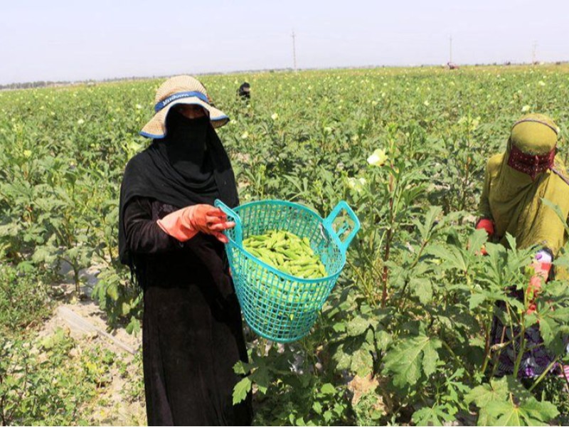 پیش‌بینی برداشت ۱۲۰ تن بامیه در شهرستان بدره