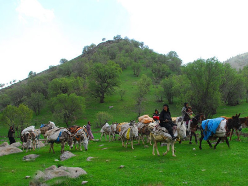 جای خالی تولیدات عشایر در بازار ایلام